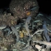 shark_whitetip_reef_mancg_ci_h_0251_cos1047.jpg